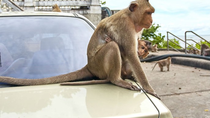 Scimmie usate come cavie per testare gas di scarico delle auto