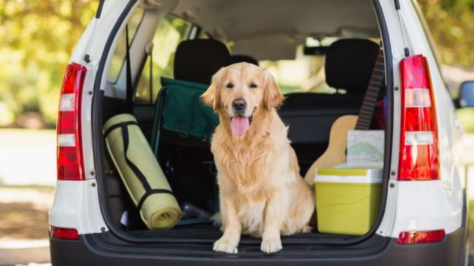 Tutti i modi per trasportare il tuo cane o gatto in auto in sicurezza
